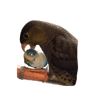 たくさんの可愛いのインコ（個別スタンプ：5）