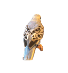 たくさんの可愛いのインコ（個別スタンプ：6）