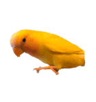 たくさんの可愛いのインコ（個別スタンプ：7）