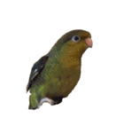たくさんの可愛いのインコ（個別スタンプ：8）