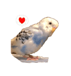 たくさんの可愛いのインコ（個別スタンプ：9）