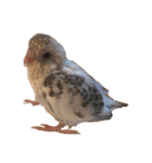 たくさんの可愛いのインコ（個別スタンプ：11）