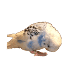 たくさんの可愛いのインコ（個別スタンプ：13）