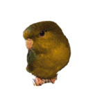 たくさんの可愛いのインコ（個別スタンプ：15）