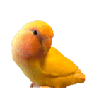 たくさんの可愛いのインコ（個別スタンプ：16）