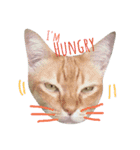 Meaw Siam（個別スタンプ：1）