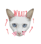 Meaw Siam（個別スタンプ：2）