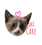 Meaw Siam（個別スタンプ：3）