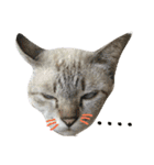 Meaw Siam（個別スタンプ：4）