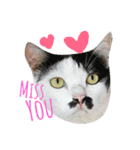 Meaw Siam（個別スタンプ：5）