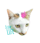 Meaw Siam（個別スタンプ：7）