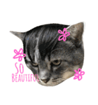 Meaw Siam（個別スタンプ：9）