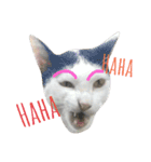 Meaw Siam（個別スタンプ：13）