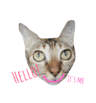 Meaw Siam（個別スタンプ：15）