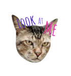 Meaw Siam（個別スタンプ：17）