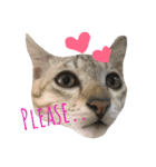 Meaw Siam（個別スタンプ：18）