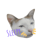 Meaw Siam（個別スタンプ：19）