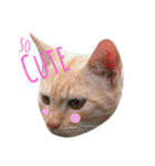 Meaw Siam（個別スタンプ：20）