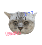 Meaw Siam（個別スタンプ：21）