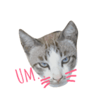 Meaw Siam（個別スタンプ：23）