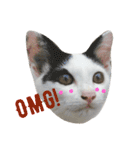 Meaw Siam（個別スタンプ：24）