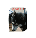 ハスキーのアズタロウとノエルです★（個別スタンプ：6）