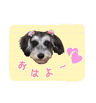 にゃんだわん（個別スタンプ：2）