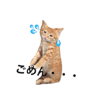 にゃんだわん（個別スタンプ：3）
