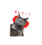 にゃんだわん（個別スタンプ：5）