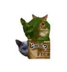 にゃんだわん（個別スタンプ：10）