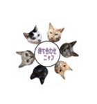 にゃんだわん（個別スタンプ：12）