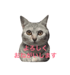 にゃんだわん（個別スタンプ：13）