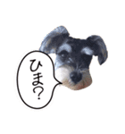 にゃんだわん（個別スタンプ：15）