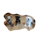 可愛い愛犬たち（個別スタンプ：1）