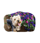 可愛い愛犬たち（個別スタンプ：2）