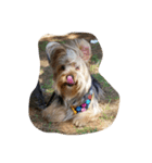 可愛い愛犬たち（個別スタンプ：3）