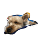 可愛い愛犬たち（個別スタンプ：5）