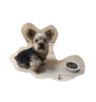 可愛い愛犬たち（個別スタンプ：6）
