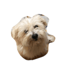 可愛い愛犬たち（個別スタンプ：7）