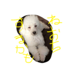 プードル犬latte（個別スタンプ：1）