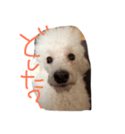 プードル犬latte（個別スタンプ：2）