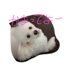 プードル犬latte（個別スタンプ：3）