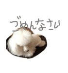 プードル犬latte（個別スタンプ：4）