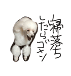 プードル犬latte（個別スタンプ：8）