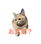 funny cats2（個別スタンプ：1）