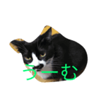funny cats2（個別スタンプ：2）