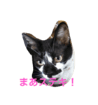 funny cats2（個別スタンプ：3）