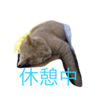 funny cats2（個別スタンプ：4）