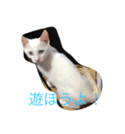 funny cats2（個別スタンプ：5）
