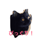 funny cats2（個別スタンプ：6）